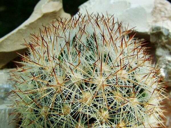 Escobaria orcuttii — houseplant care guide