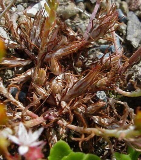 Petrosedum amplexicaule fruit