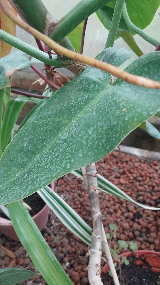 Philodendron × domesticum leaf
