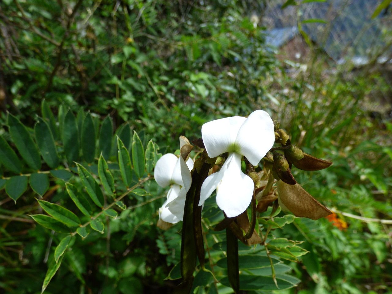 Tephrosia candida flower