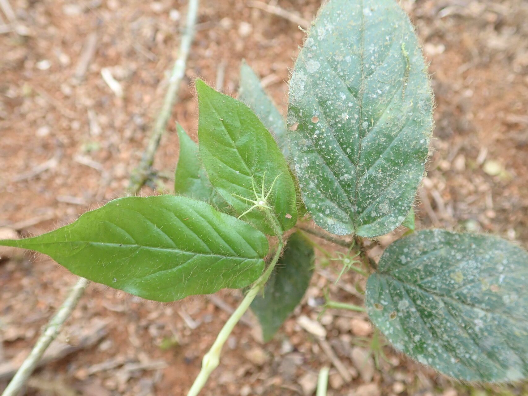 Jasminum preussii — houseplant care guide