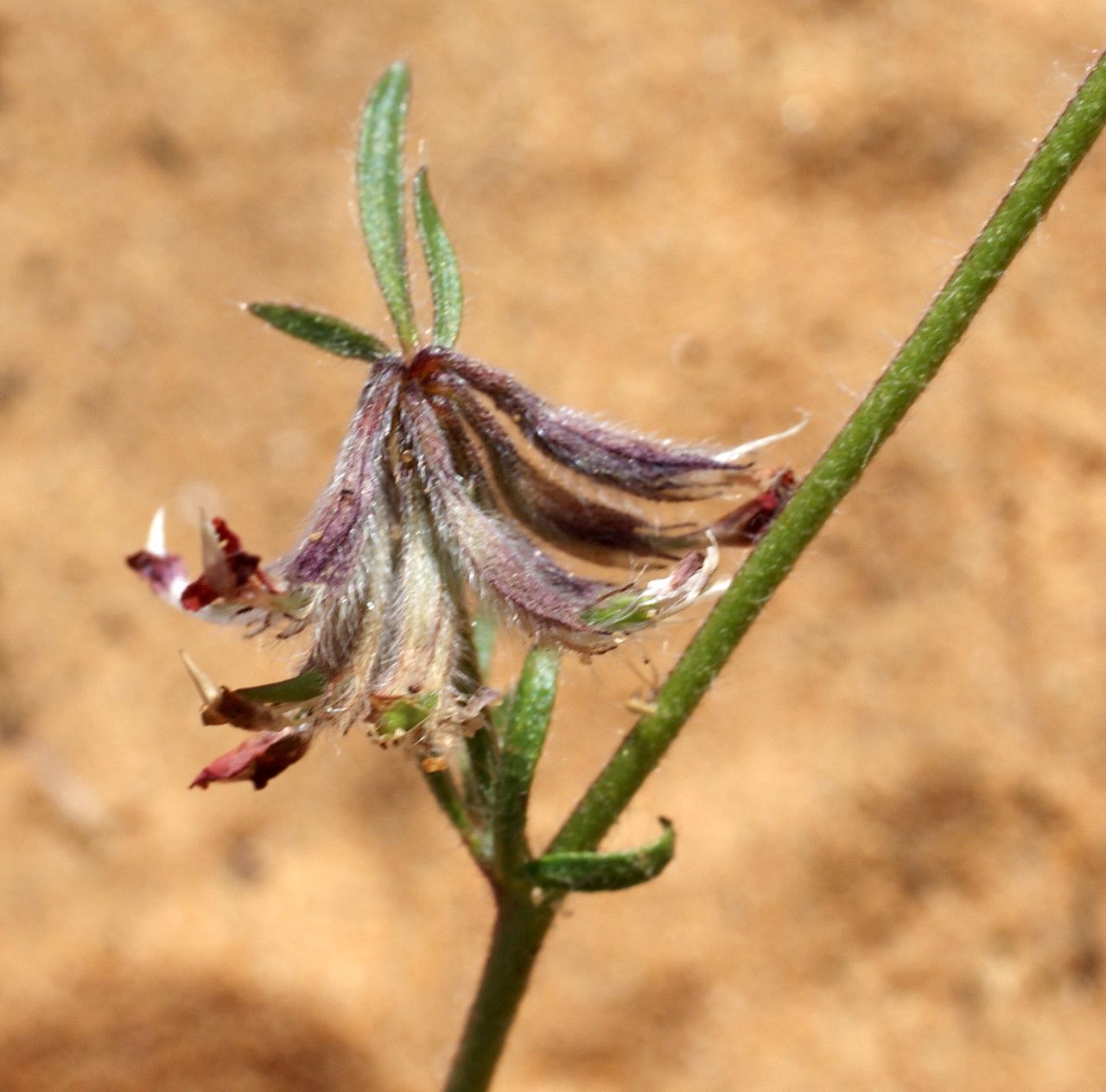 Anthyllis lotoides fruit