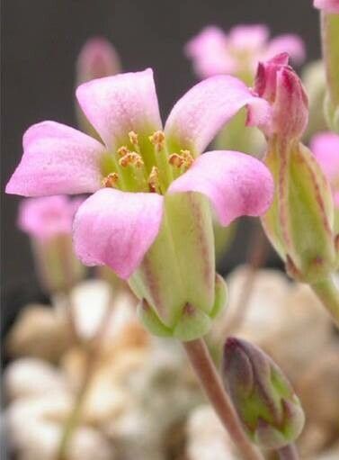 Tylecodon schaeferianus flower