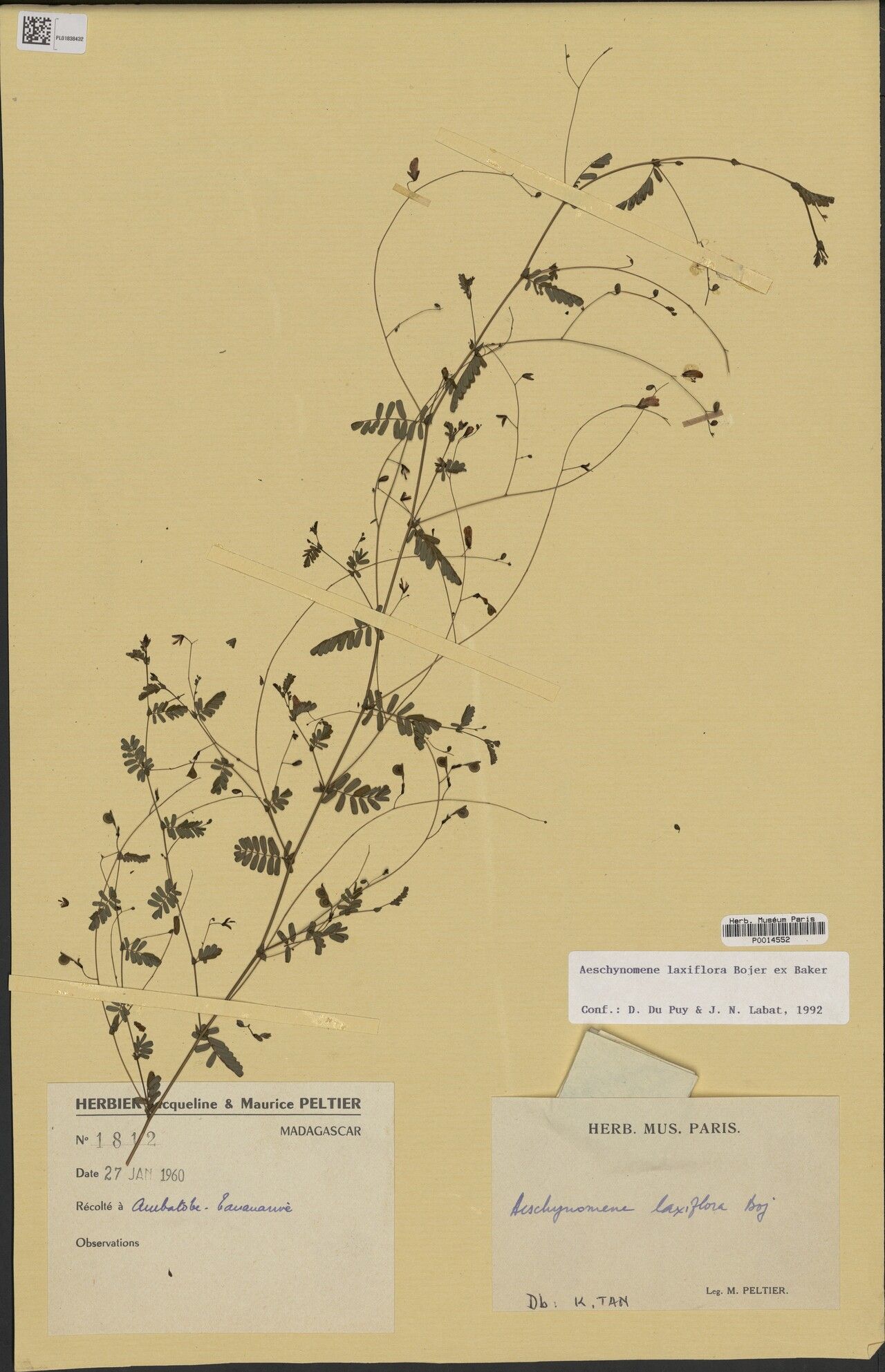 Aeschynomene laxiflora — houseplant care guide