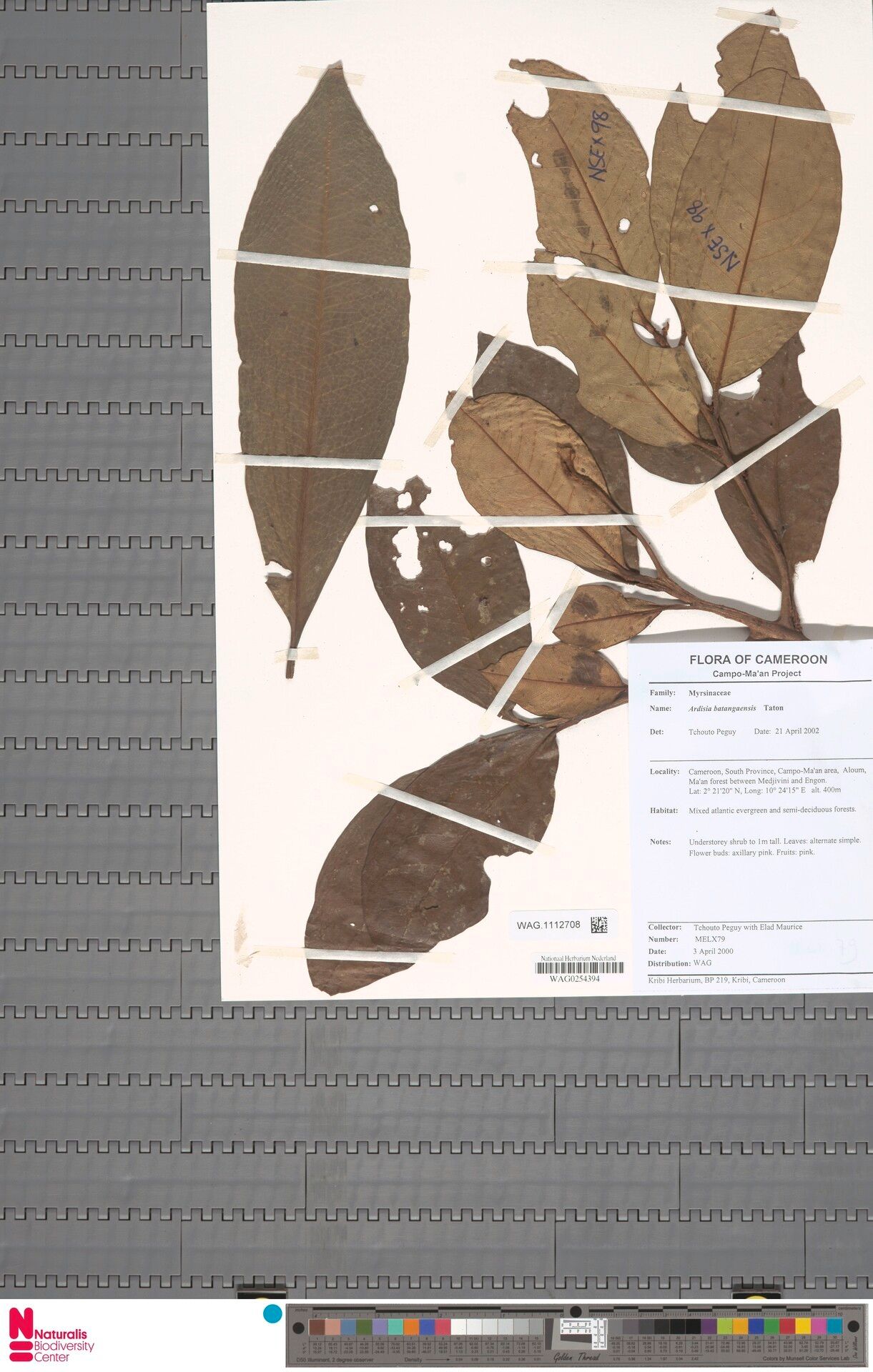 Ardisia batangaensis — houseplant care guide