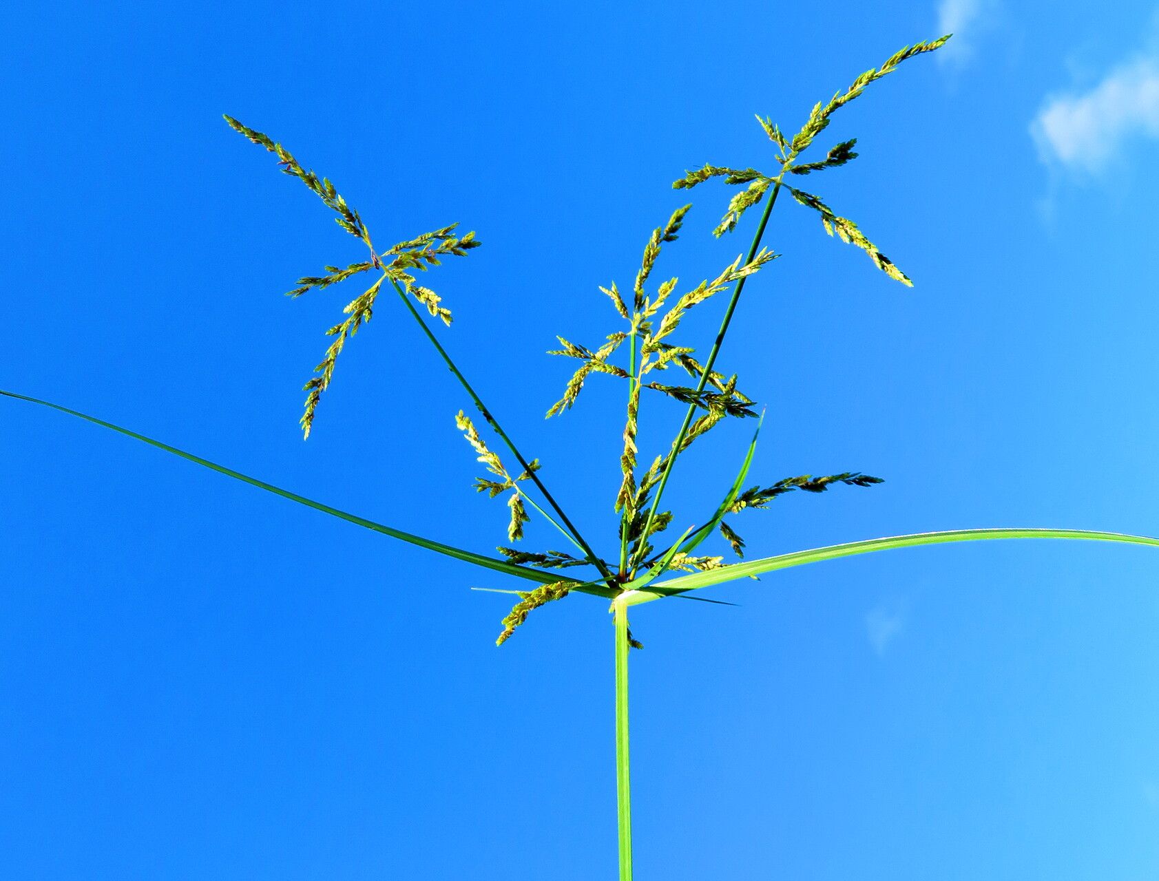 Cyperus imbricatus flower