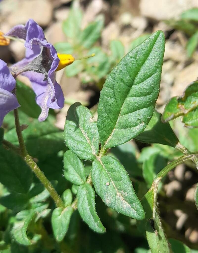 Solanum neorossii — houseplant care guide