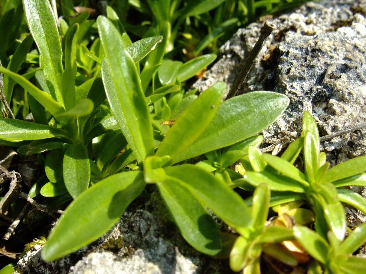 Dianthus alpinus leaf