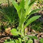 Erigeron philadelphicus