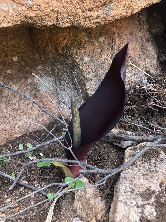 Arum pictum flower