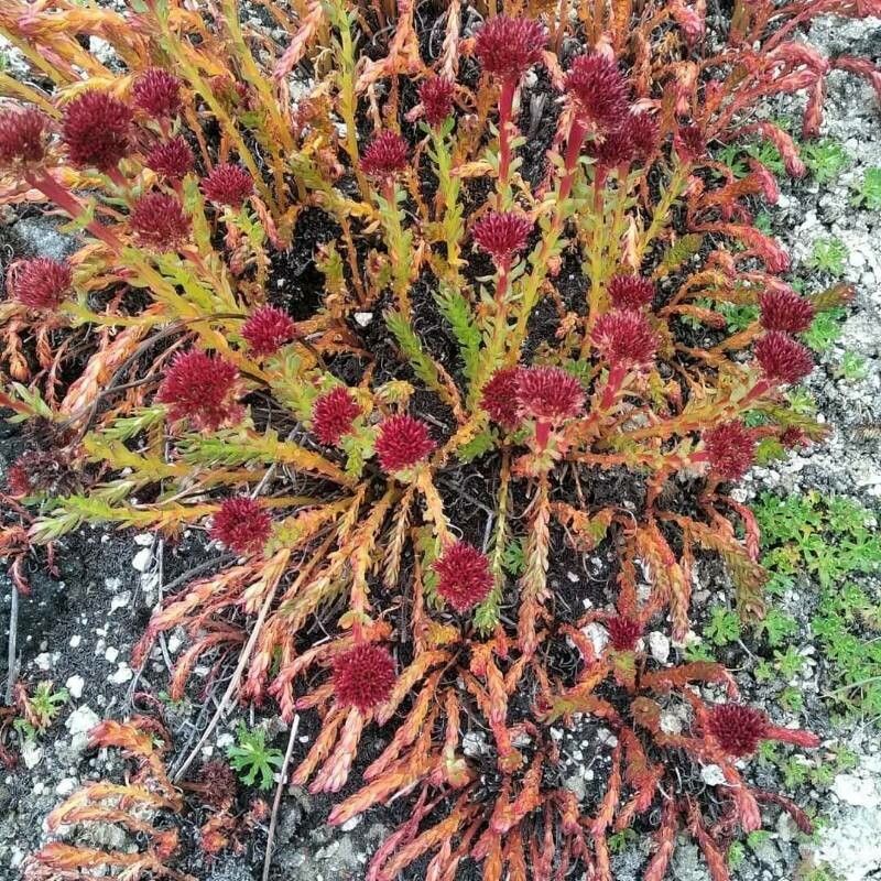 Rhodiola tibetica — search result for 'Rhodiola'