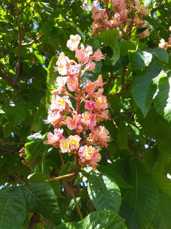 Aesculus carnea flower
