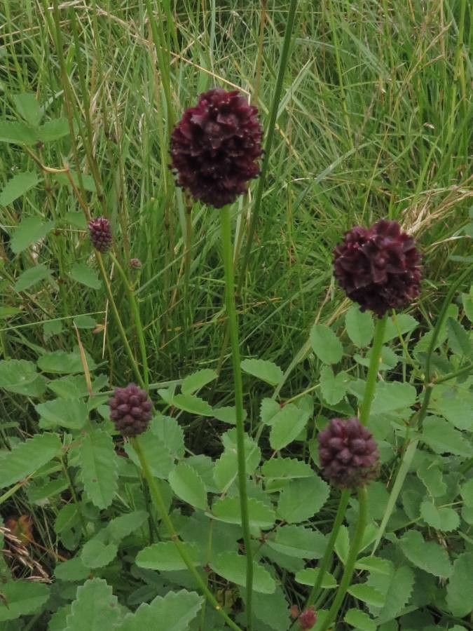 Sanguisorba officinalis fruit