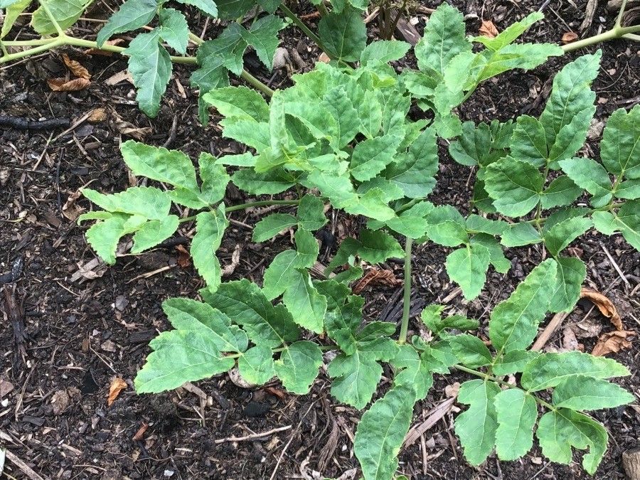 Peucedanum verticillare — houseplant care guide