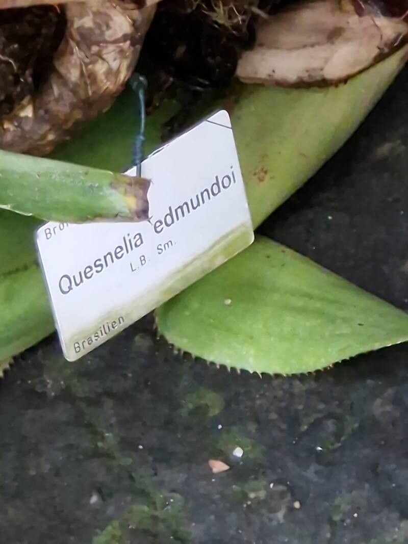 Quesnelia edmundoi other