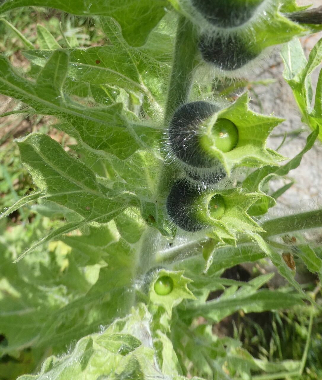 Hyoscyamus niger fruit