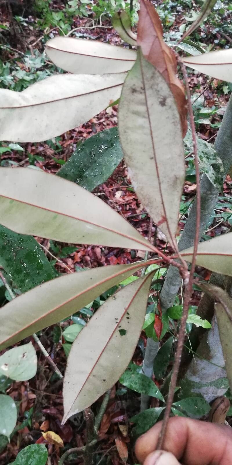 Manilkara fouilloyana leaf