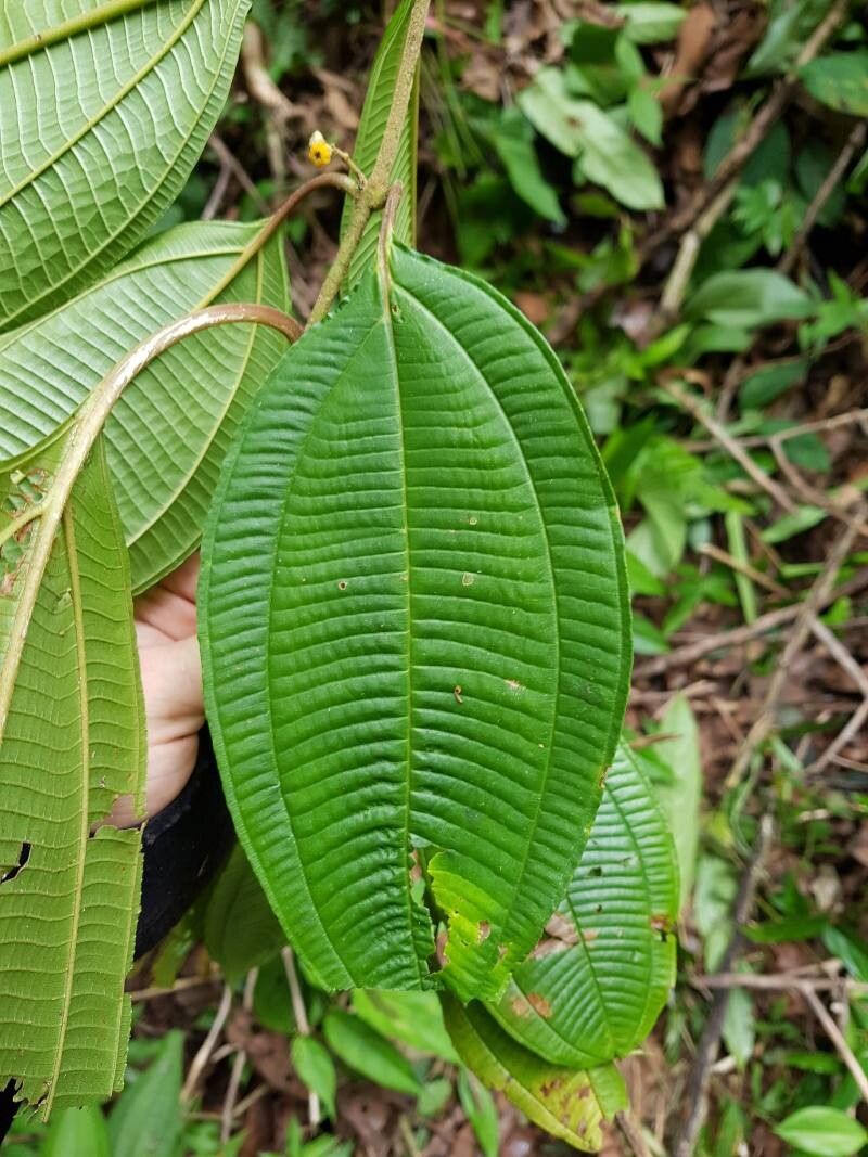 Miconia variabilis — houseplant care guide