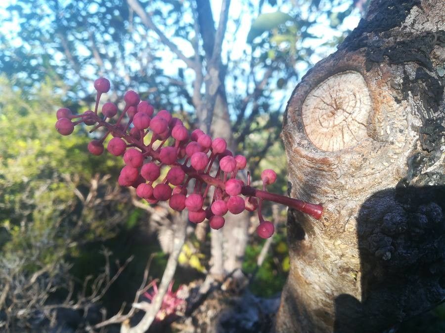 Amyema scandens fruit