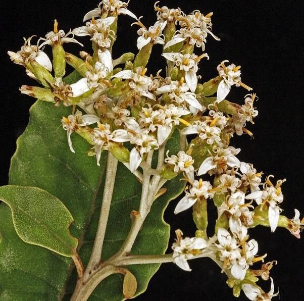 Olearia albida flower
