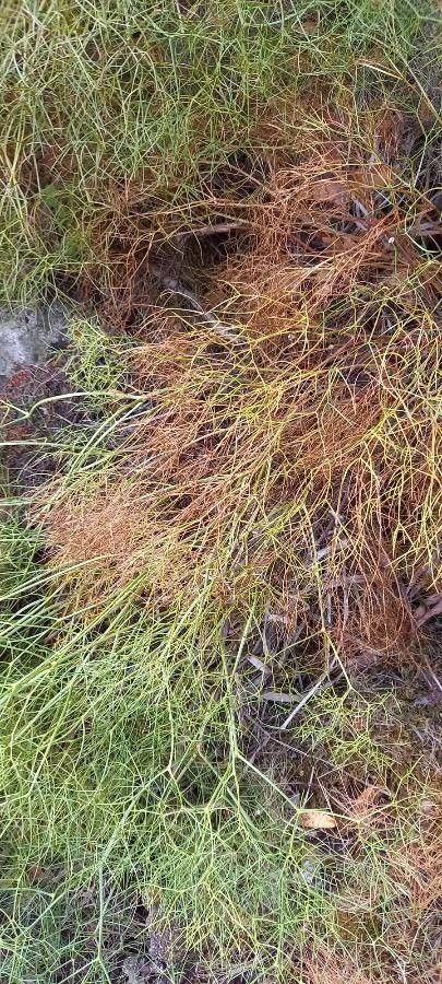 Peucedanum paniculatum leaf
