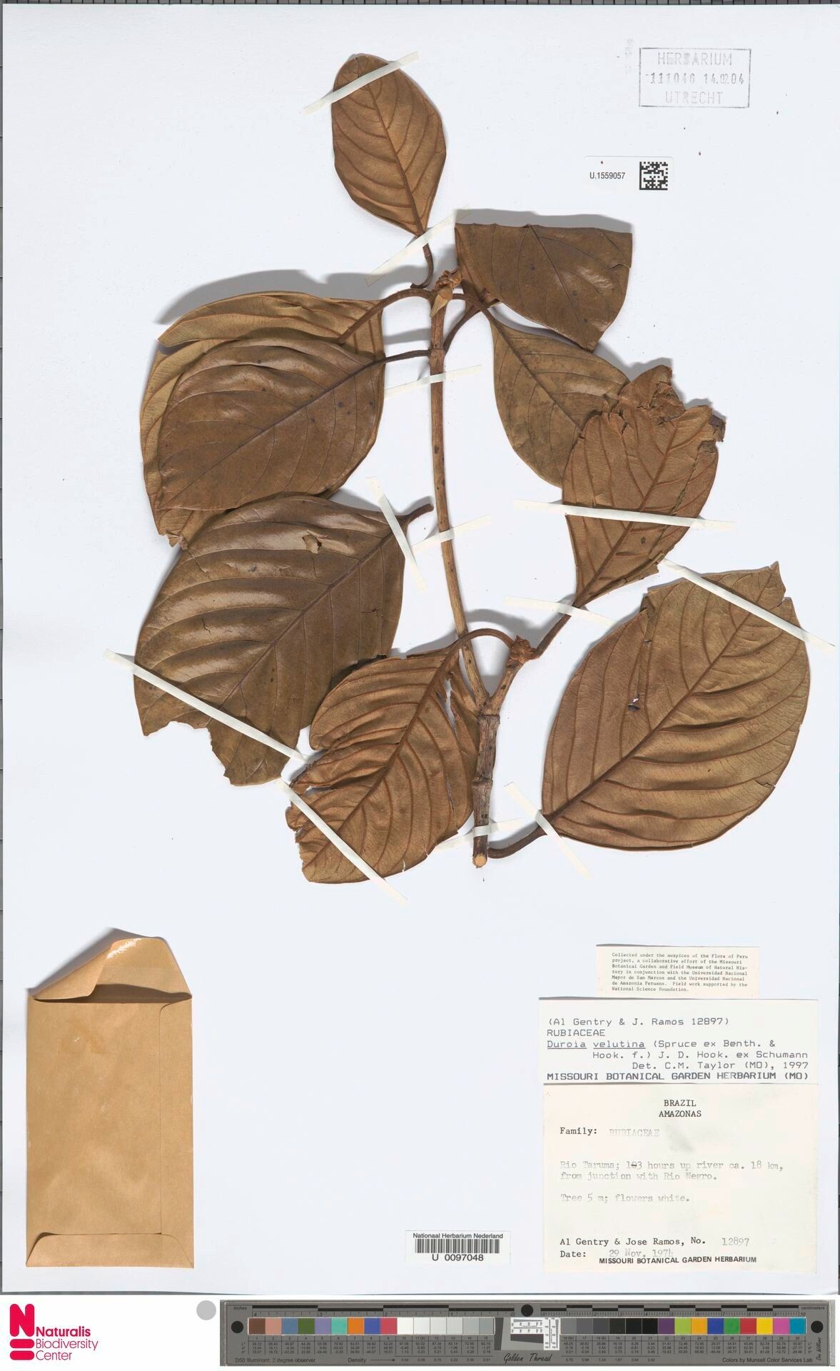 Duroia velutina leaf