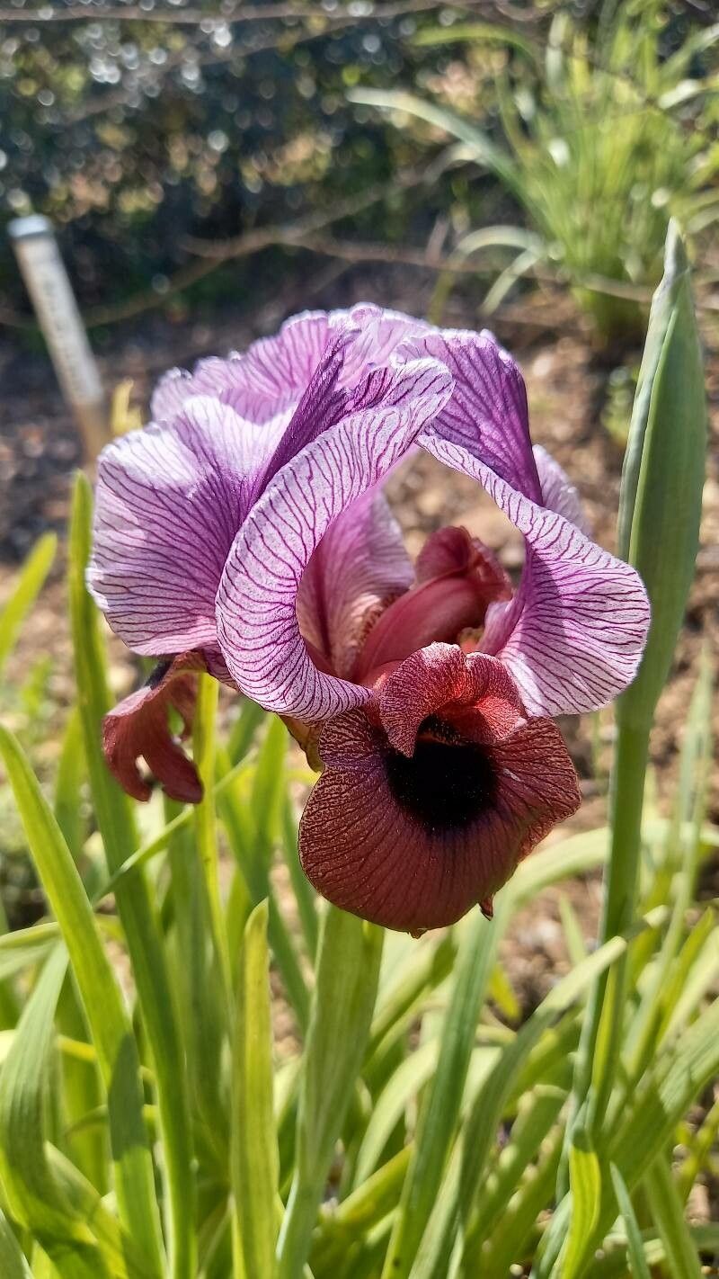 Iris mariae — houseplant care guide
