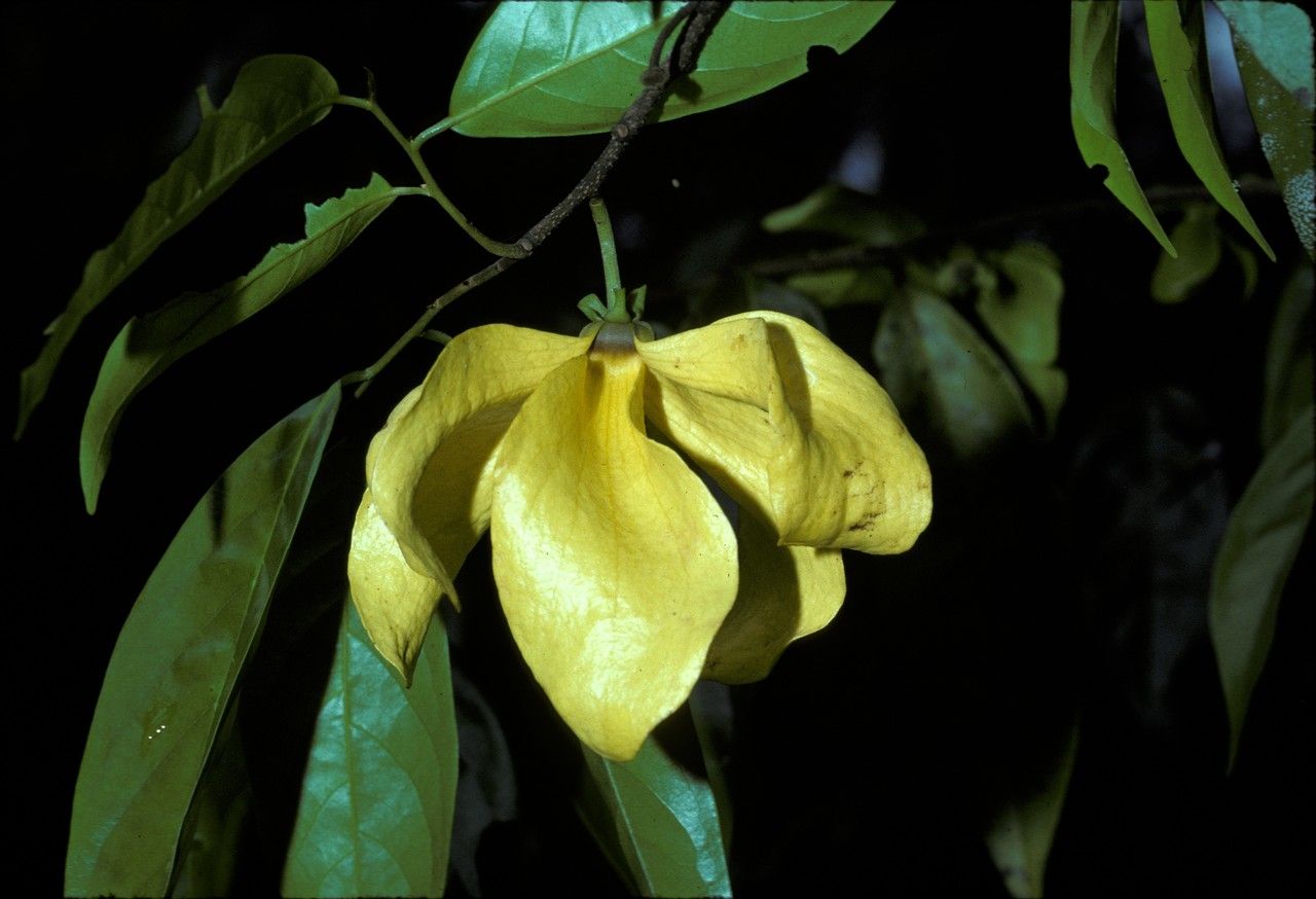 Huberantha rumphii — related species from the same genus