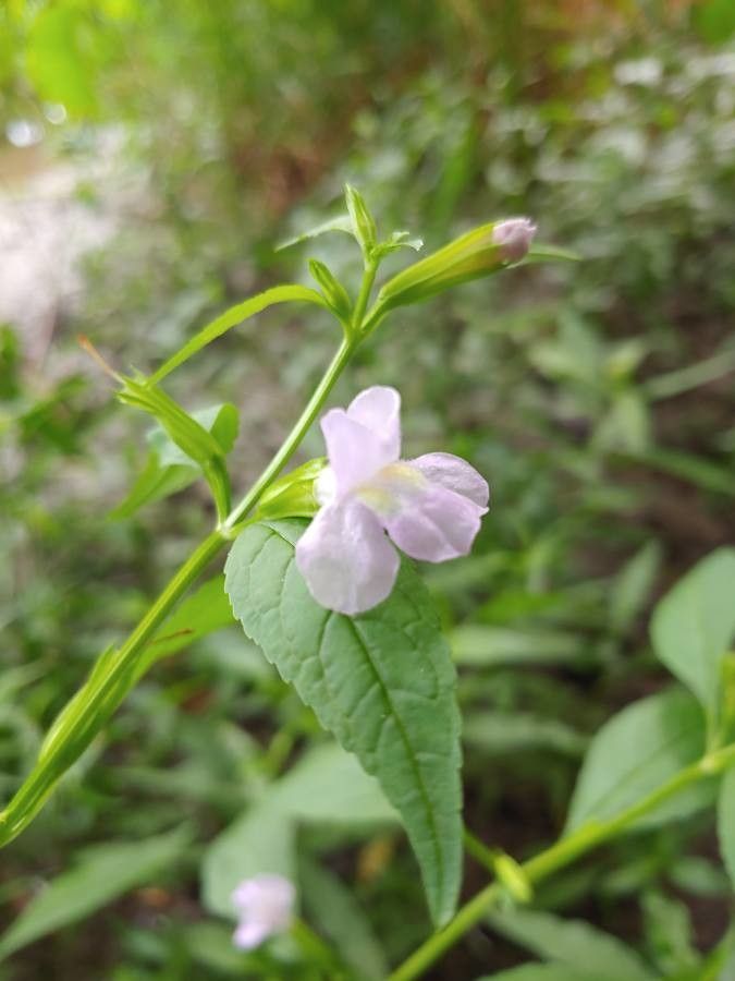 Mimulus alatus flower