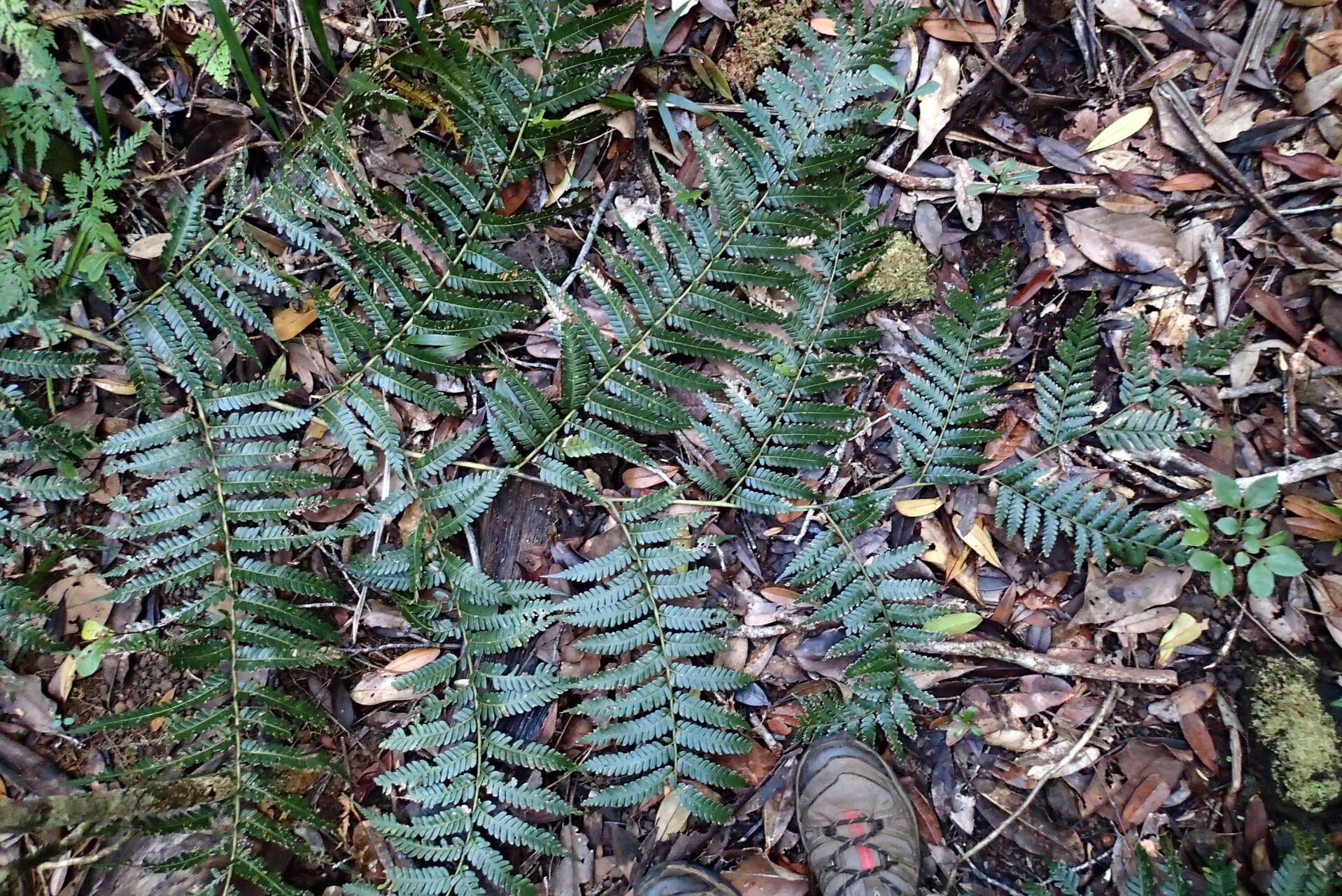 Sphaeropteris albifrons leaf