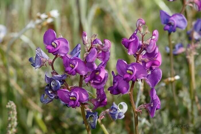 Swainsona procumbens flower