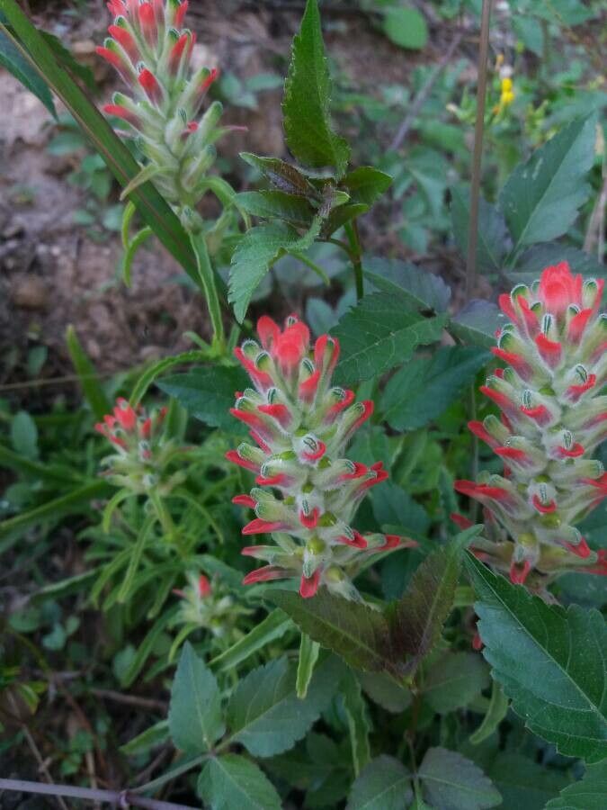 Castilleja nervata flower