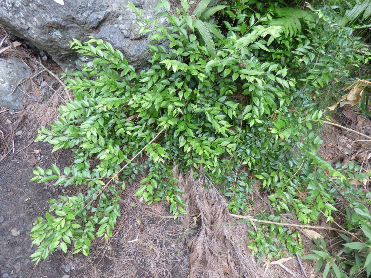Ligustrum robustum habit