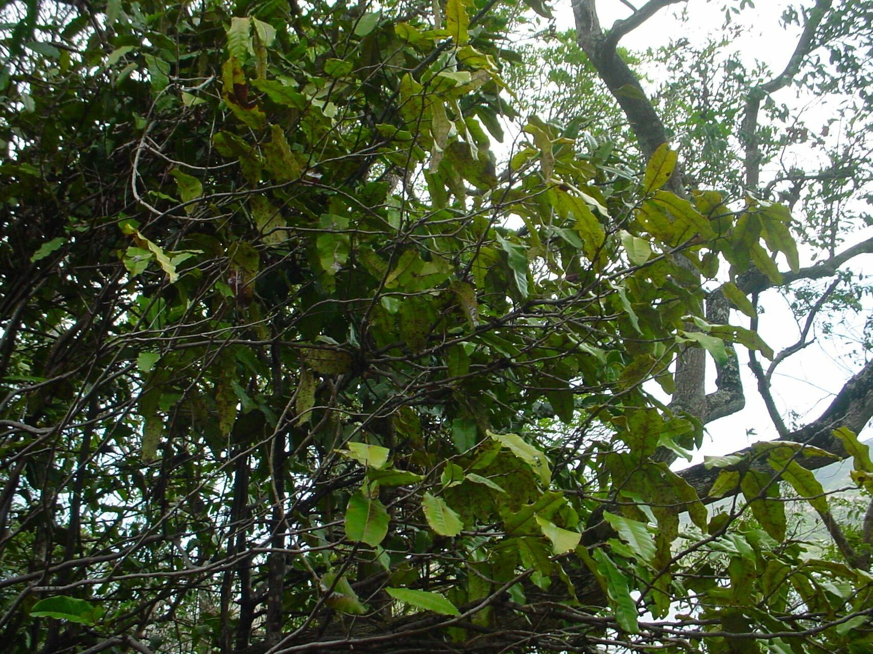 Diospyros veillonii habit