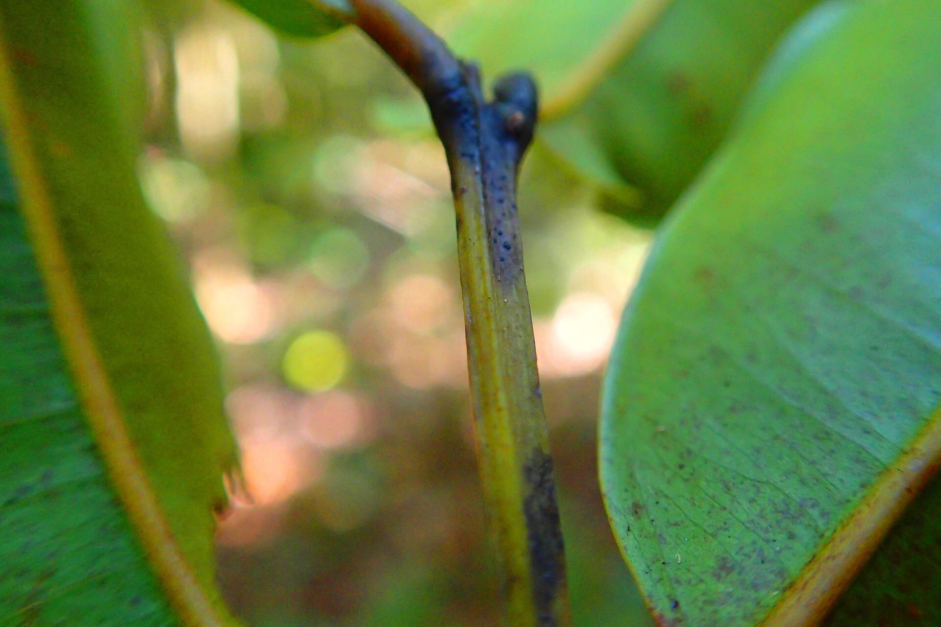 Syzygium densiflorum bark