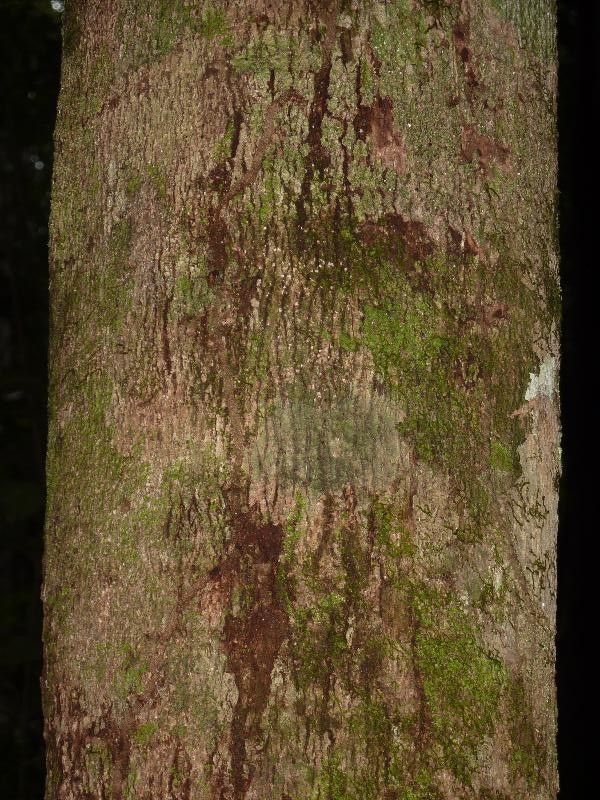 Micropholis acutangula — related species from the same genus