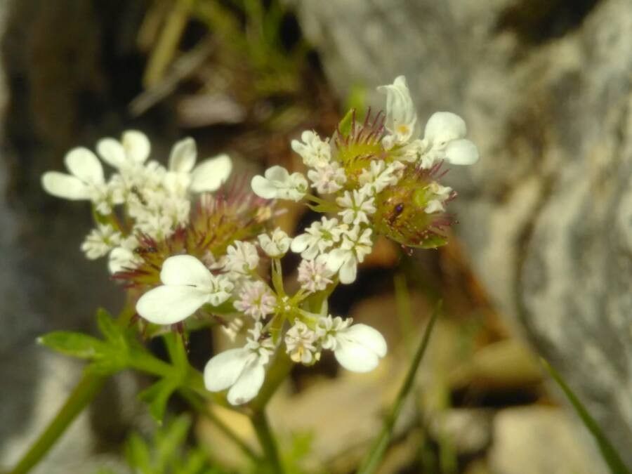 Caucalis platycarpos flower