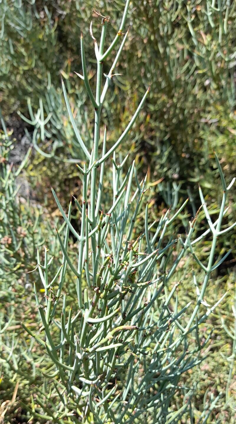 Retanilla patagonica leaf