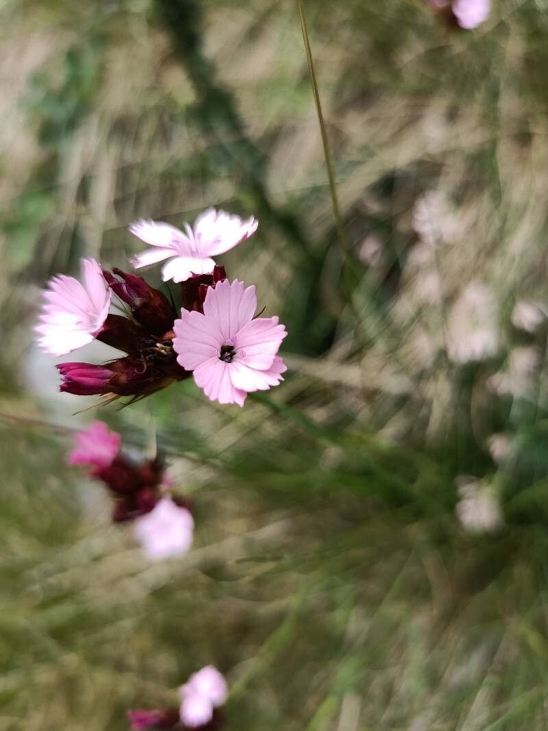Dianthus pancicii — houseplant care guide