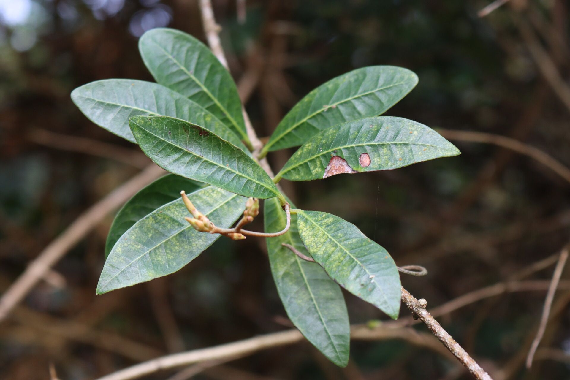 Ancylobothrys petersiana — related species from the same genus