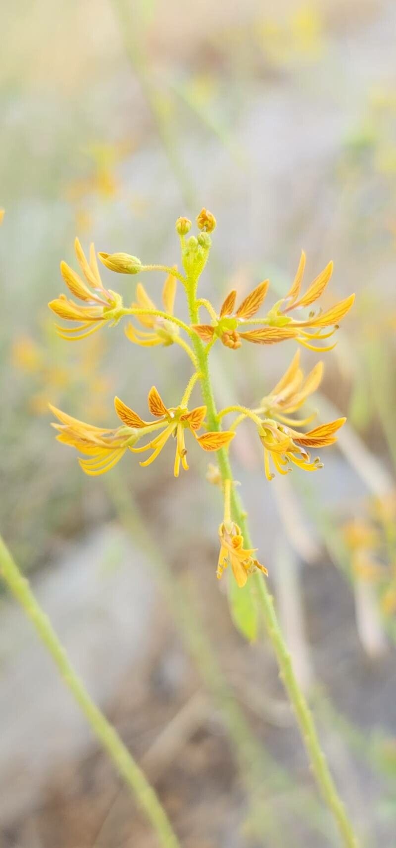 Cleome oxypetala flower
