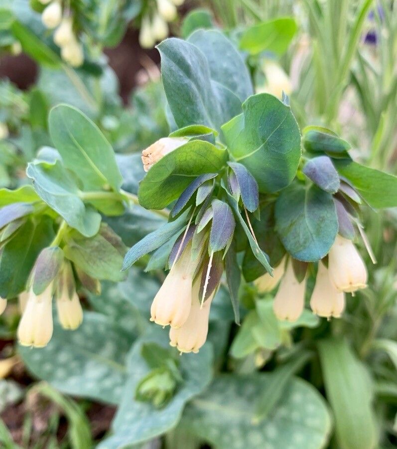 Cerinthe palaestina habit