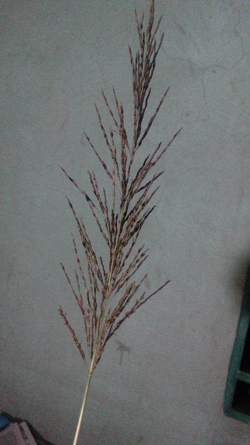 Chrysopogon zizanioides flower