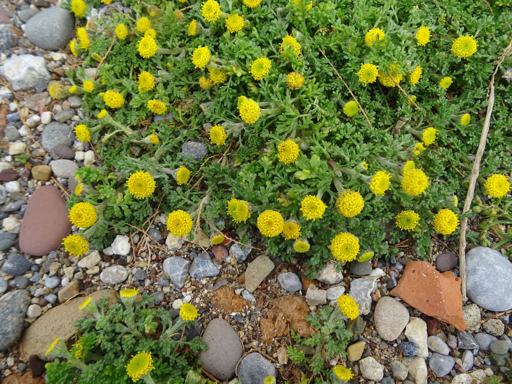 Anthemis rigida habit