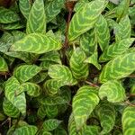 Aeschynanthus longicaulis