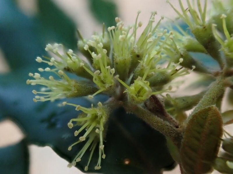 Combretum aphanopetalum — houseplant care guide