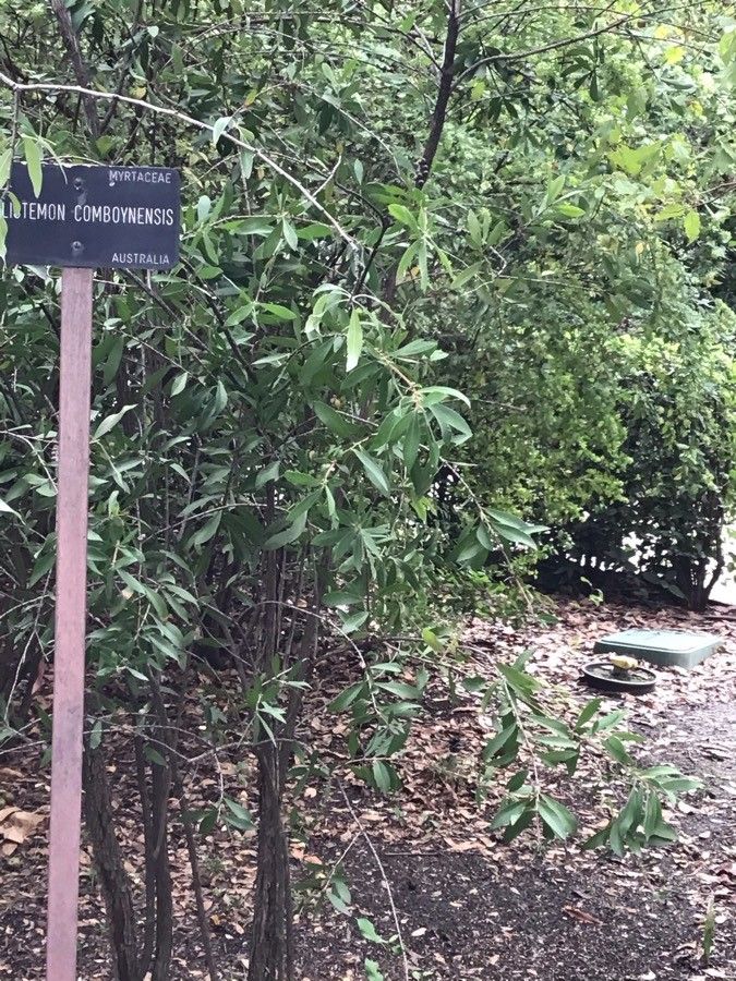 Callistemon comboynensis
