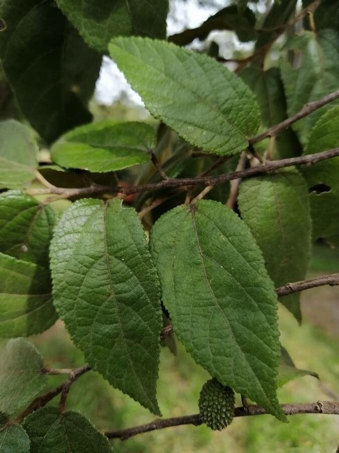 Guazuma ulmifolia — search result for 'Central and South America'