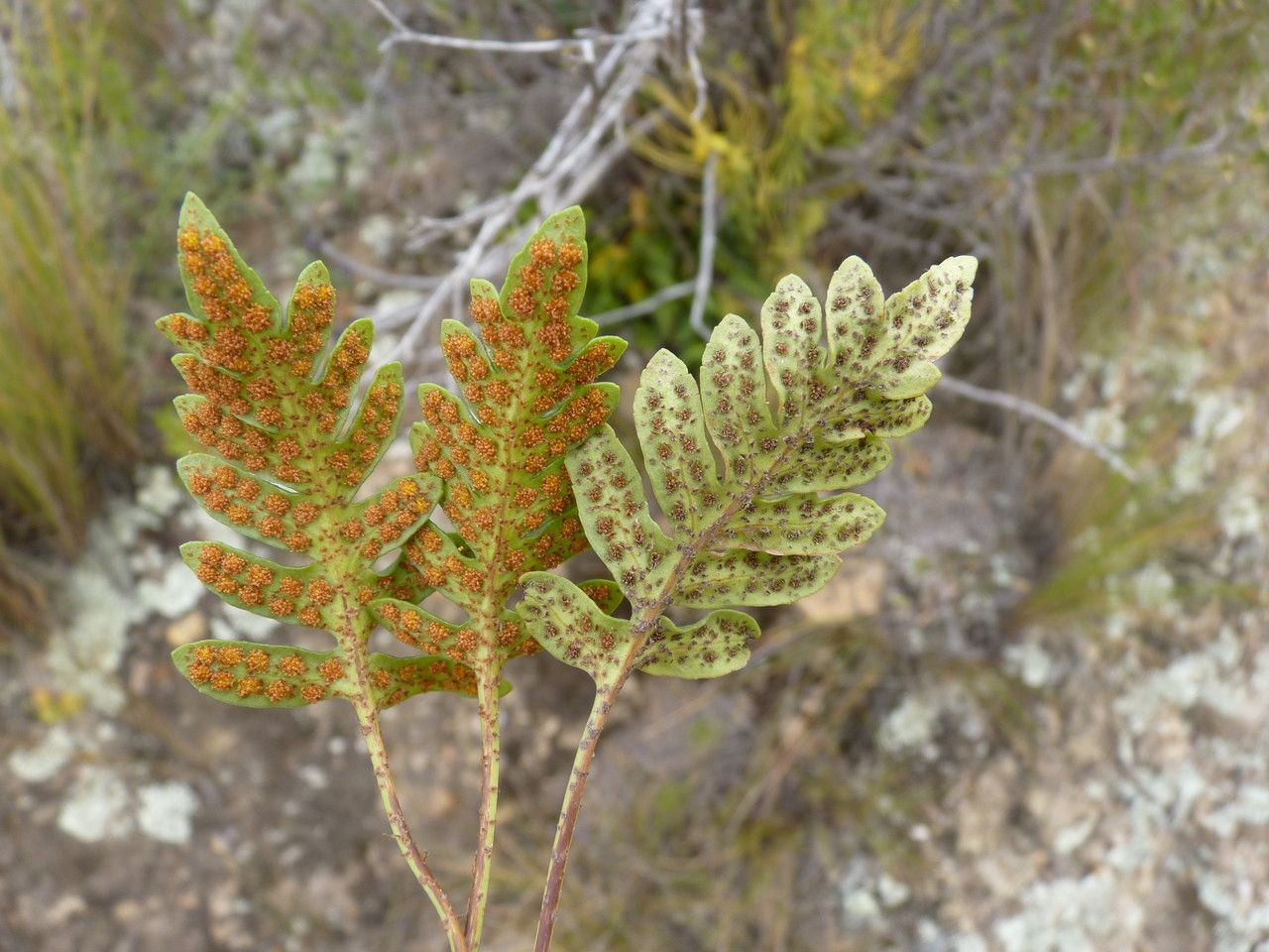 Pleopeltis subvestita — houseplant care guide