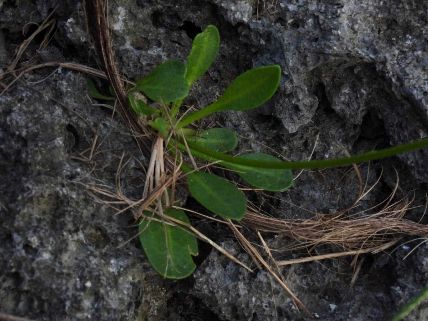 Nicotiana fragrans — search result for 'Nicotiana'